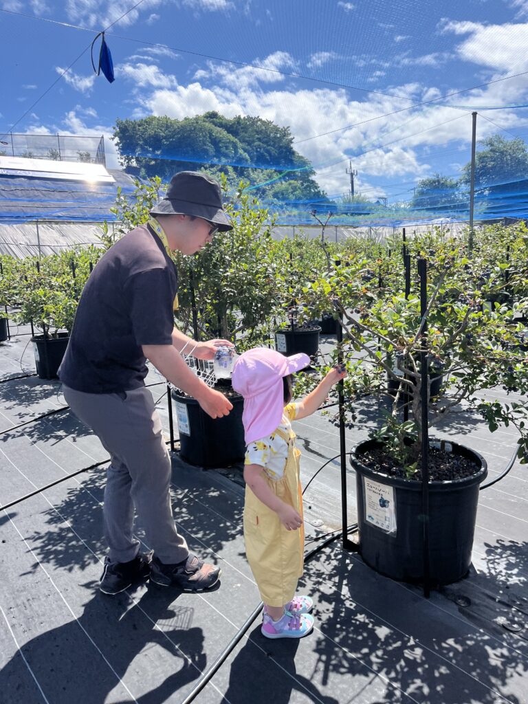 ブルーベリーファームみさきのブルーベリーは子供でも収穫できます