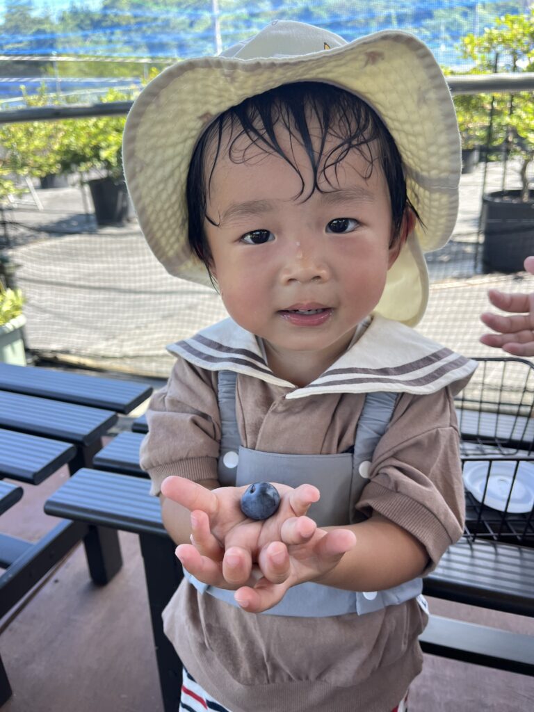 大粒のブルーベリー
