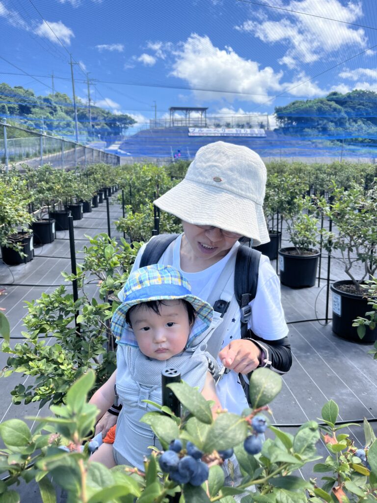 岬町に広がるブルーベリー畑と青空の景色