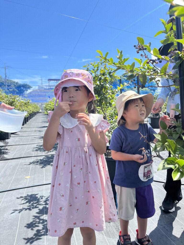 夏の泉州でブルーベリー狩りを楽しむ子どもたち