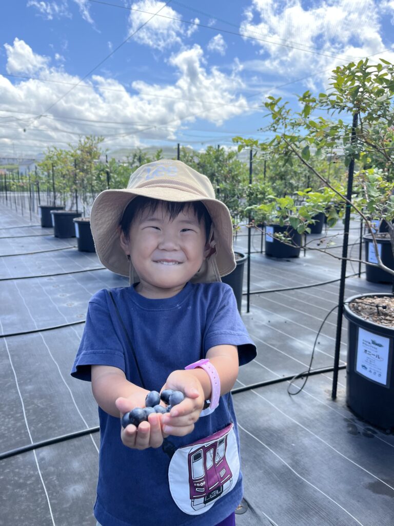 夏休みにたくさんのブルーベリーを収穫