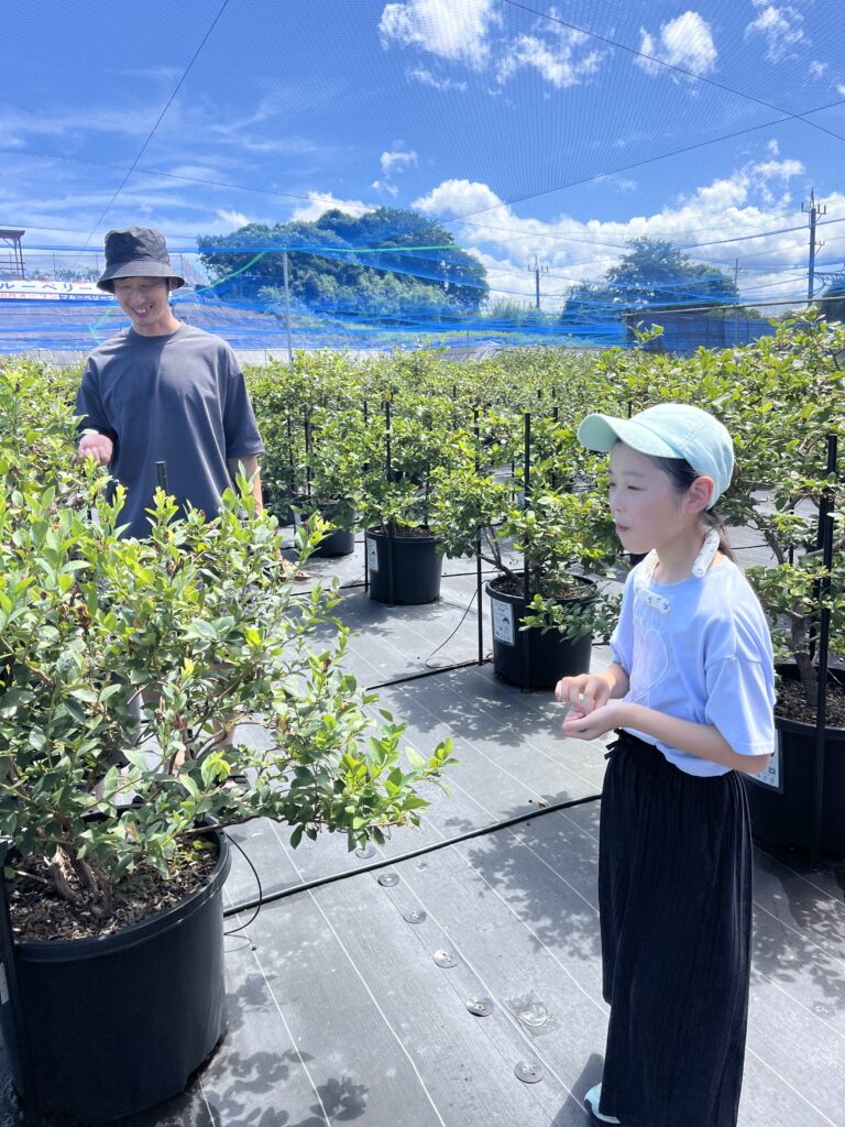 夏休みに関西で子どもと楽しむブルーベリー狩り