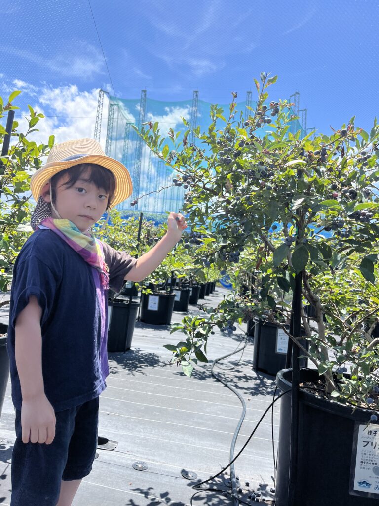 完熟したブルーベリーの収穫体験(大阪・岬町)
