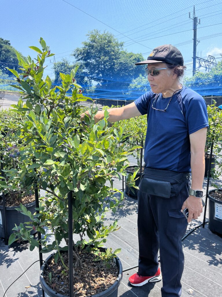 大阪で手軽に楽しめるブルーベリー農園の体験