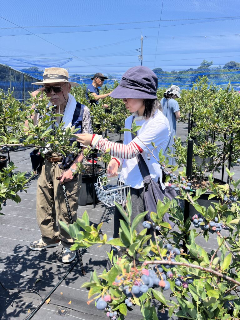 岬町の自然を満喫できるブルーベリー農園