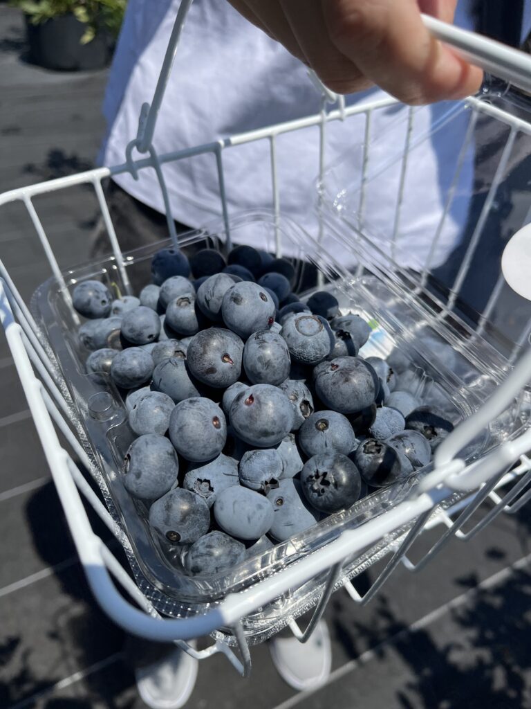 ブルーベリーファームみさきの完熟のブルーベリー