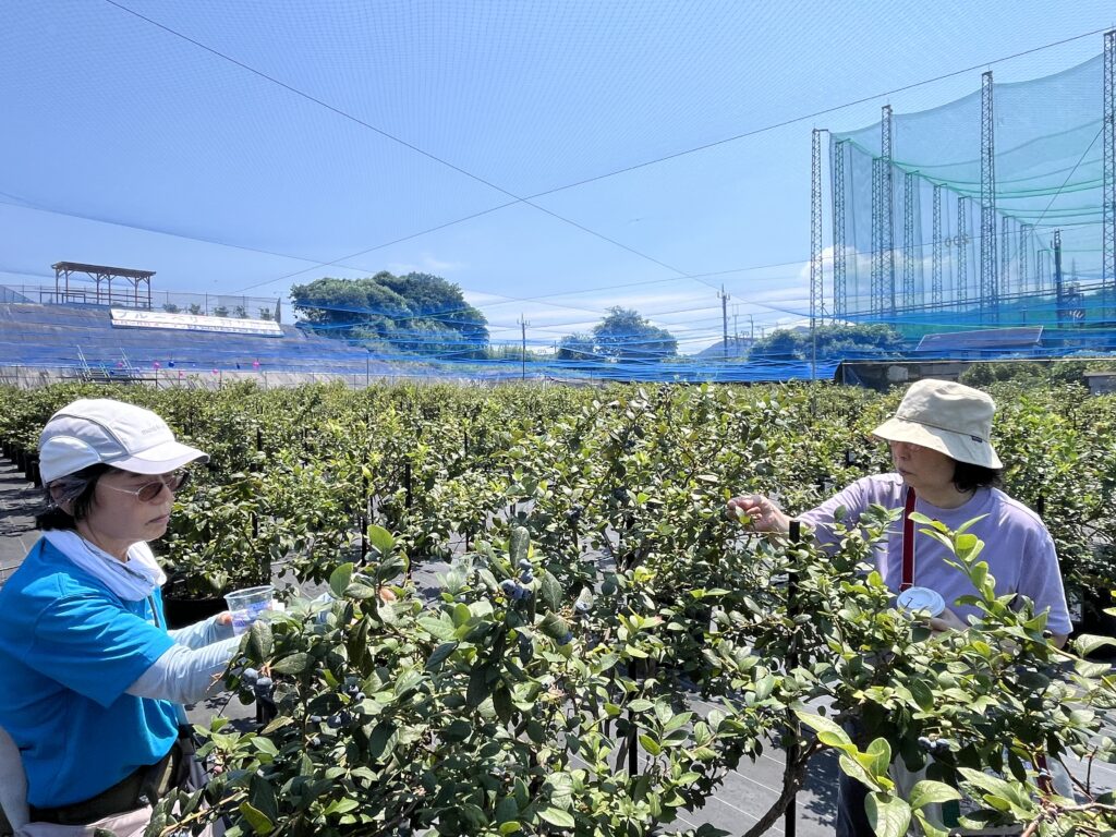 岬町の人気スポットでブルーベリー狩り体験