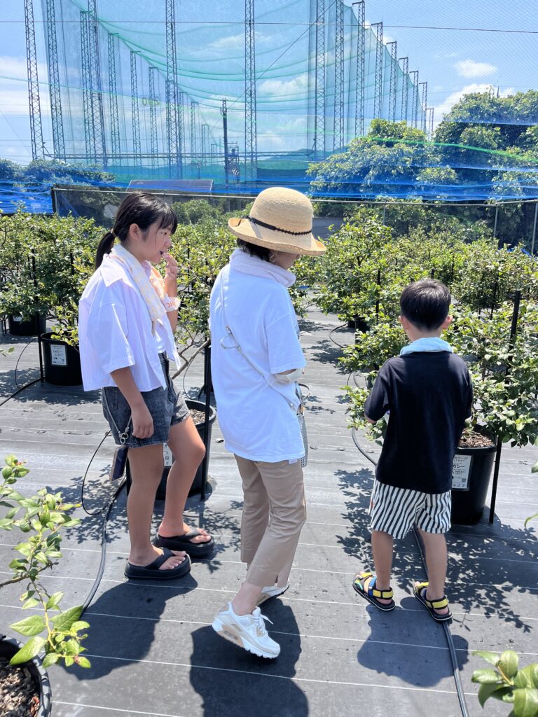 夏休みに大阪でブルーベリー狩りを楽しむ風景