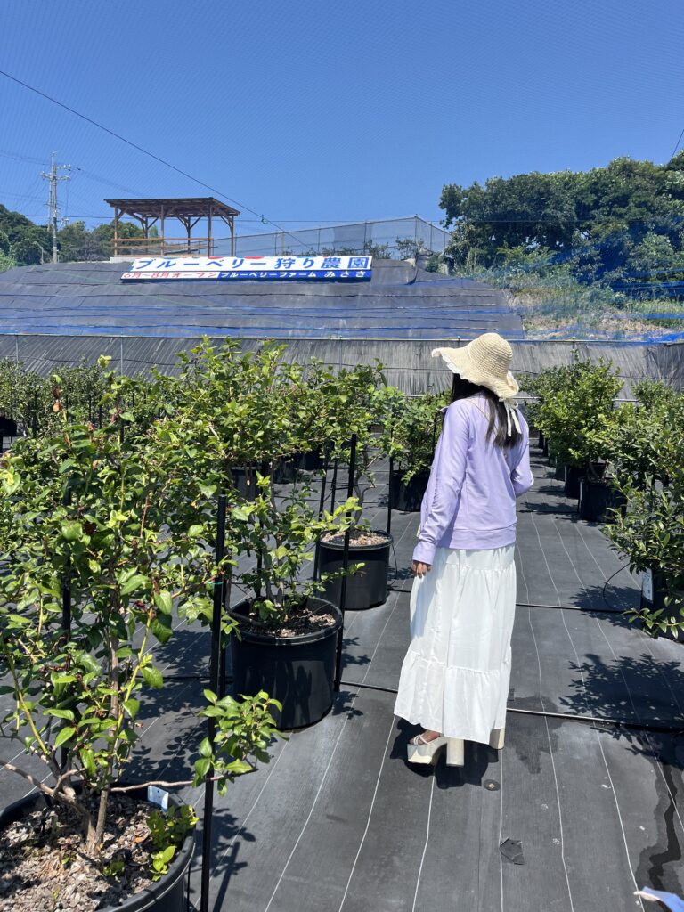 泉州の自然に囲まれたブルーベリーファームみさきの園内