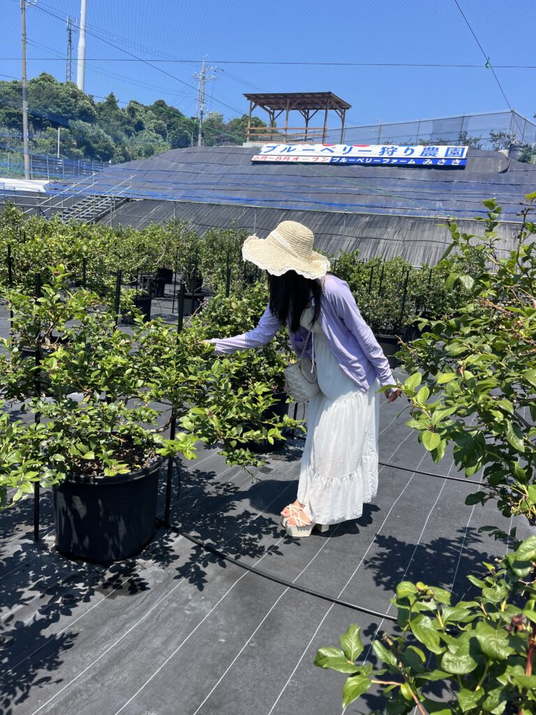 泉州の海風を感じるブルーベリー農園の風景