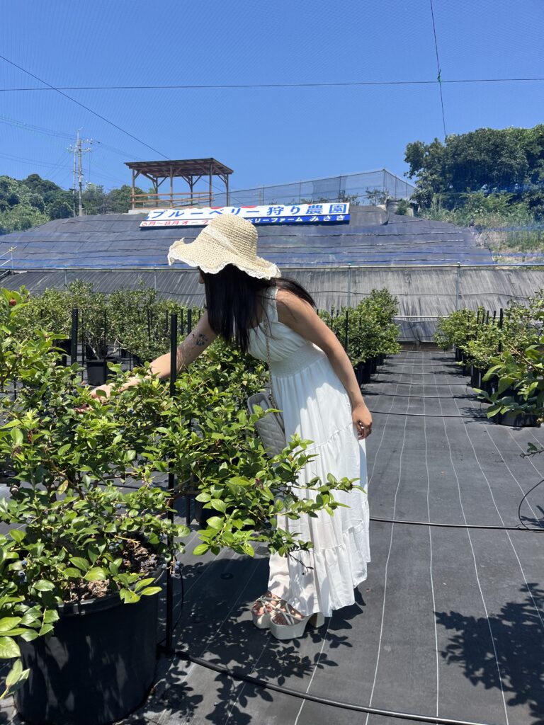 岬町に広がるブルーベリー畑と青空の景色