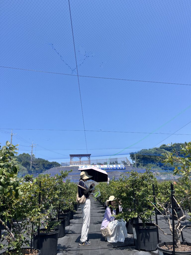 岬町に広がるブルーベリー畑と青空の景色