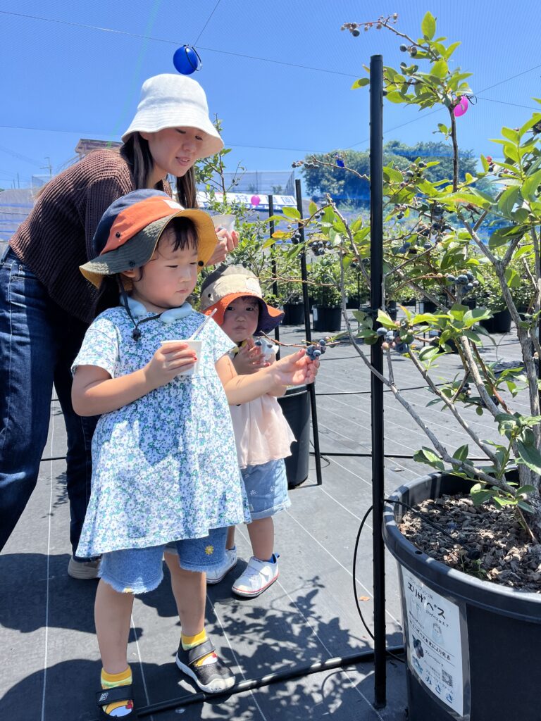 親子でブルーベリー狩り・大阪岬町のブルーベリーファームみさき