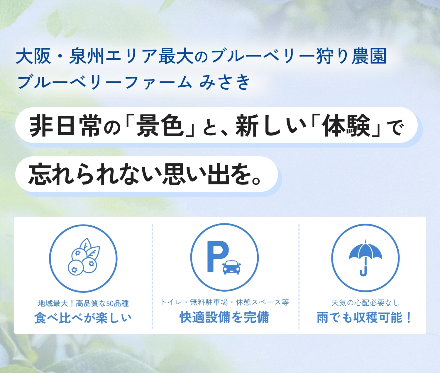 大阪・泉州エリア最大のブルーベリー狩り農園 | ブルーベリーファーム